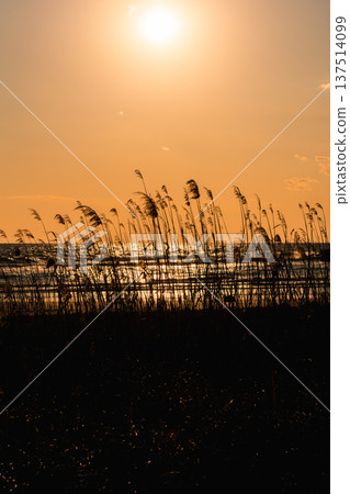 Sunset beach and pampas grass Sunset beach and pampas grass 137514099