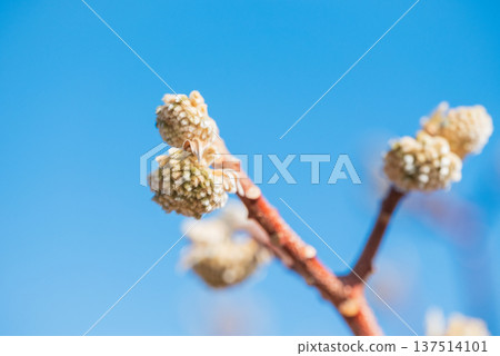 Mitsumata的芽 137514101