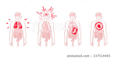 Internal Organs Sketch 137514405