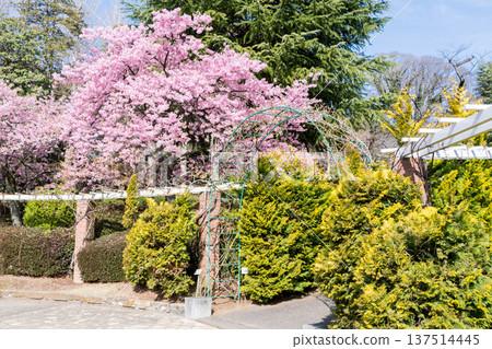 [Kawazu Cherry Blossoms] Rows of Kawazu Cherry Blossoms in Satomi Park 137514445