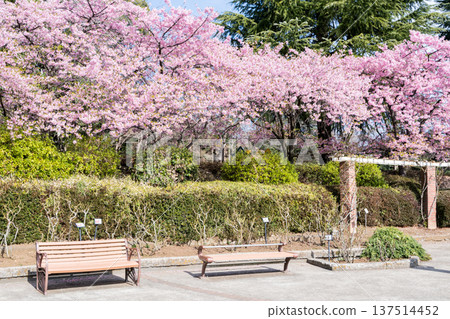 [Kawazu Cherry Blossoms] Rows of Kawazu Cherry Blossoms in Satomi Park 137514452