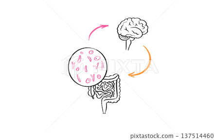 Gut Brain Connection Gut Brain Connection 137514460