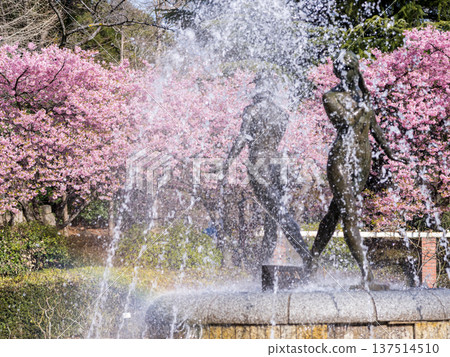 [Kawazu Cherry Blossoms] Rows of Kawazu Cherry Blossoms in Satomi Park 137514510