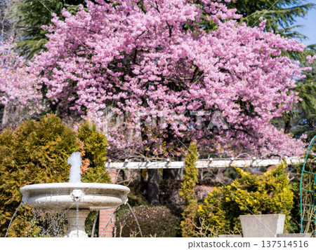 [Kawazu Cherry Blossoms] Rows of Kawazu Cherry Blossoms in Satomi Park 137514516