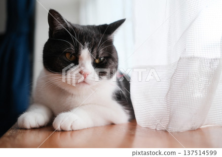 Window-side cat Window-side cat 137514599