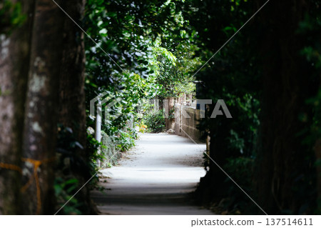 Fukugi trees in Bise 137514611