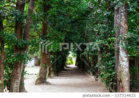 Fukugi trees in Bise Fukugi trees in Bise 137514615