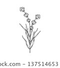 Lavender branches hand drawn vector outline illustration. Botanical clipart in black and white monochrome style. Elegant floral bouquet for wedding invitations branding, packaging, cards and templates 137514653