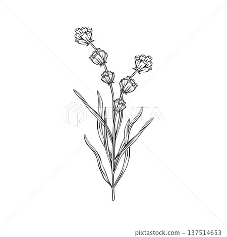 Lavender branches hand drawn vector outline illustration. Botanical clipart in black and white monochrome style. Elegant floral bouquet for wedding invitations branding, packaging, cards and templates Lavender branches hand drawn vector outline illustration. Botanical clipart in black and white monochrome style. Elegant floral bouquet for wedding invitations branding, packaging, cards and templates 137514653