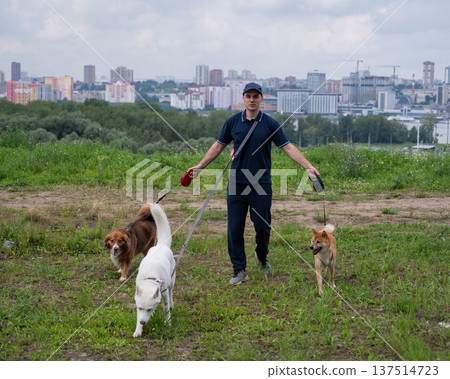 A Caucasian man walks with three dogs. Dog walker. 137514723