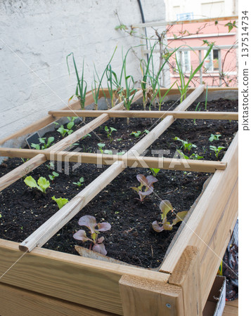 Small lettuces growing on a domestic growing table. Urban environment, Spain 137514734
