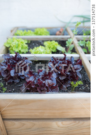 Lettuces growing on a domestic growing table. Urban environment. 137514738