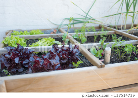 Lettuces growing on a domestic growing table. Urban environment. 137514739