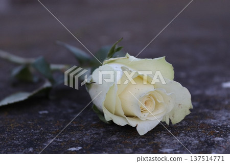 A white rose on a concrete parapet is a symbol of memory and sadness. A white rose on a concrete parapet is a symbol of memory and sadness. 137514771