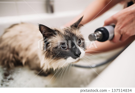 Cat receives a bath in the bathtub. A caregiver uses a spray nozzle to rinse the cat. Cat receives a bath in the bathtub. A caregiver uses a spray nozzle to rinse the cat. 137514834
