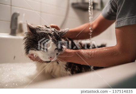 Cat being bathed in a bathroom sink. Warm water streams as a person washes the cat. 137514835