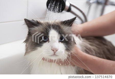 Cat being bathed in a bathroom sink. Water streams from the shower as a person bathes the cat. Cat being bathed in a bathroom sink. Water streams from the shower as a person bathes the cat. 137514870