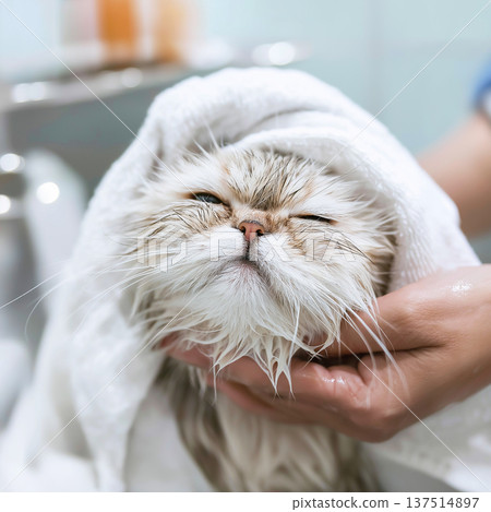 A white fluffy cat is being towel dried in the bathroom. A towel wraps around its head and a hand supports the cat during bath time. 137514897