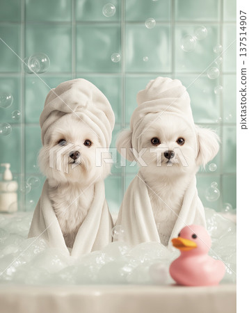 Two fluffy Bichon Frises stand in a bubble bath in a bathroom. A pink rubber duck sits among the bubbles. 137514907