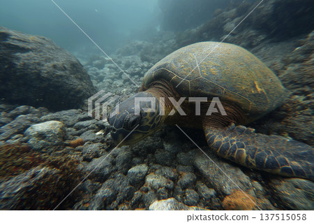 Sea turtle glides over a rocky seabed near a coral reef. Calm blue water highlights its textured shell. Sea turtle glides over a rocky seabed near a coral reef. Calm blue water highlights its textured shell. 137515058