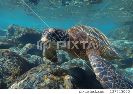 Sea turtle glides through a coral reef. Sunlit turquoise water highlights the shell and rocks. Sea turtle glides through a coral reef. Sunlit turquoise water highlights the shell and rocks. 137515060