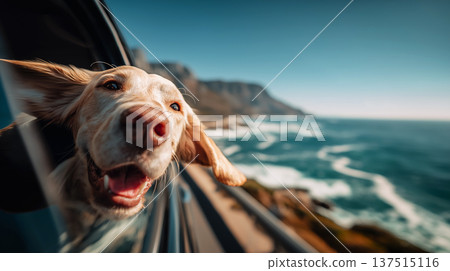 Golden retriever hangs head out of car window along a coastal road by the sea. Sunlit sea and cliffs frame a carefree road trip moment. Golden retriever hangs head out of car window along a coastal road by the sea. Sunlit sea and cliffs frame a carefree road trip moment. 137515116
