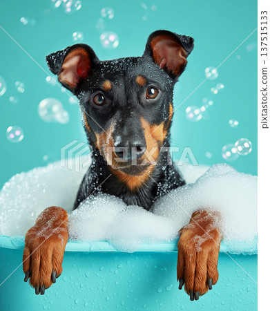 Miniature pinscher bathes in a bathtub with bubbles in a turquoise bathroom. Bright lighting highlights the wet fur and bubbles. Miniature pinscher bathes in a bathtub with bubbles in a turquoise bathroom. Bright lighting highlights the wet fur and bubbles. 137515133