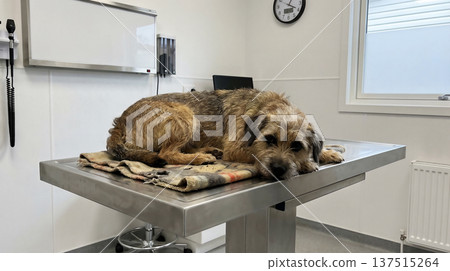 scruffy terrier lies curled on a stainless steel exam table in a veterinary clinic. a blanket cushions the dog and daylight creates a subdued mood 137515264