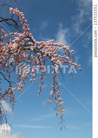 藍天下盛開的梅花 137515351