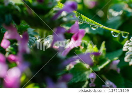 Water droplets on the henbit 137515399
