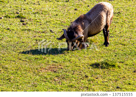 A mouflon ram bending down in the meadow A mouflon ram bending down in the meadow 137515555