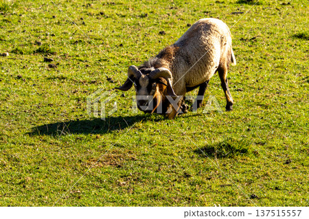 A mouflon ram bending down in the meadow A mouflon ram bending down in the meadow 137515557