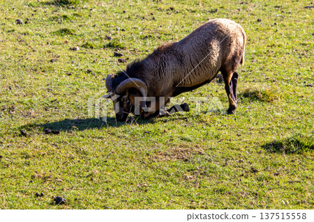 A mouflon ram bending down in the meadow A mouflon ram bending down in the meadow 137515558