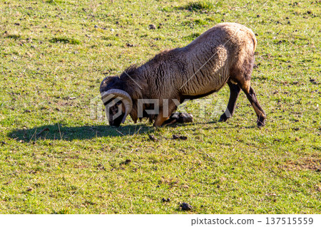 A mouflon ram bending down in the meadow A mouflon ram bending down in the meadow 137515559