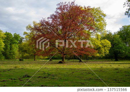 A deer park in the Achterhoek, the Netherlands A deer park in the Achterhoek, the Netherlands 137515566