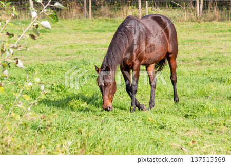 Brown riding horse grazingin the meadow Brown riding horse grazingin the meadow 137515569