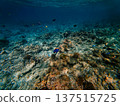 White throated surgeonfish swimming underwater  137515725