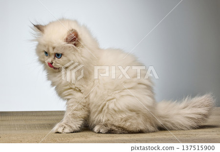 White Siberian colorpoint kitten Neva Masquerade with blue eyes sitting on wooden floor White Siberian colorpoint kitten Neva Masquerade with blue eyes sitting on wooden floor 137515900