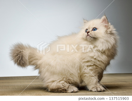 White Siberian colorpoint kitten Neva Masquerade with blue eyes on wooden floor 137515903