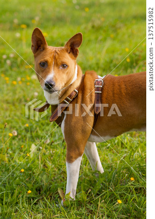 Attentive basenji portrait in meadow Attentive basenji portrait in meadow 137515982