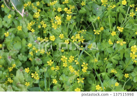 雜草和花朵 雜草和花朵 137515998