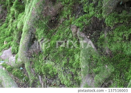 moss on tree roots 137516003