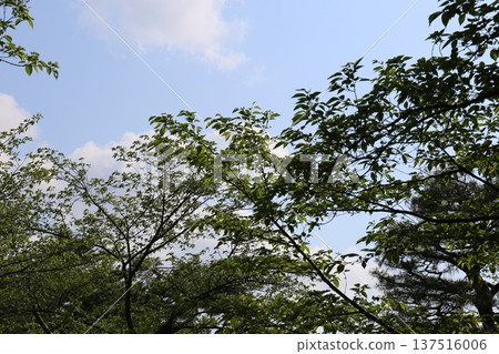 Blue sky and trees Blue sky and trees 137516006