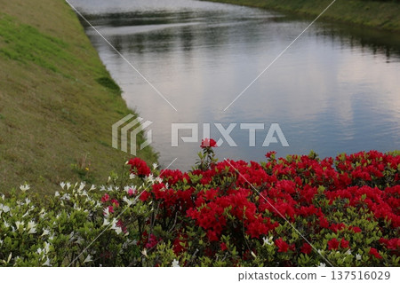 Red azaleas blooming near the river Red azaleas blooming near the river 137516029