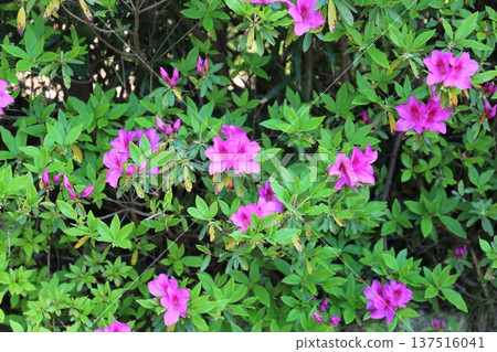 A flowering azalea 137516041