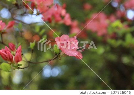 開花的杜鵑花 137516046