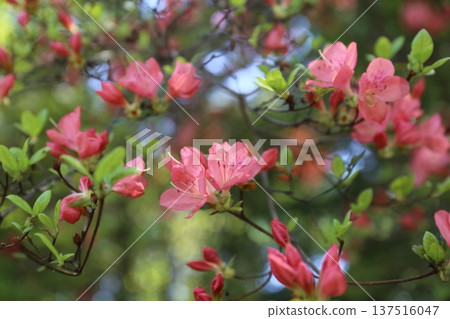 開花的杜鵑花 開花的杜鵑花 137516047