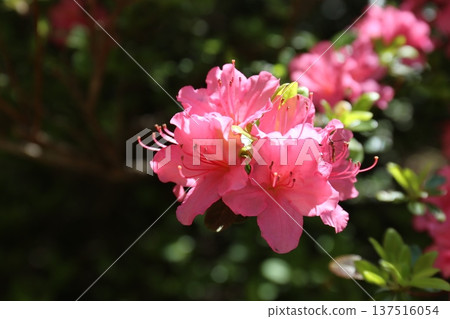 開花的杜鵑花 開花的杜鵑花 137516054