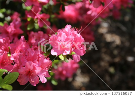A flowering azalea A flowering azalea 137516057