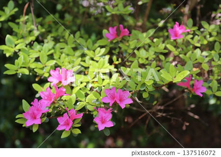 A flowering azalea A flowering azalea 137516072
